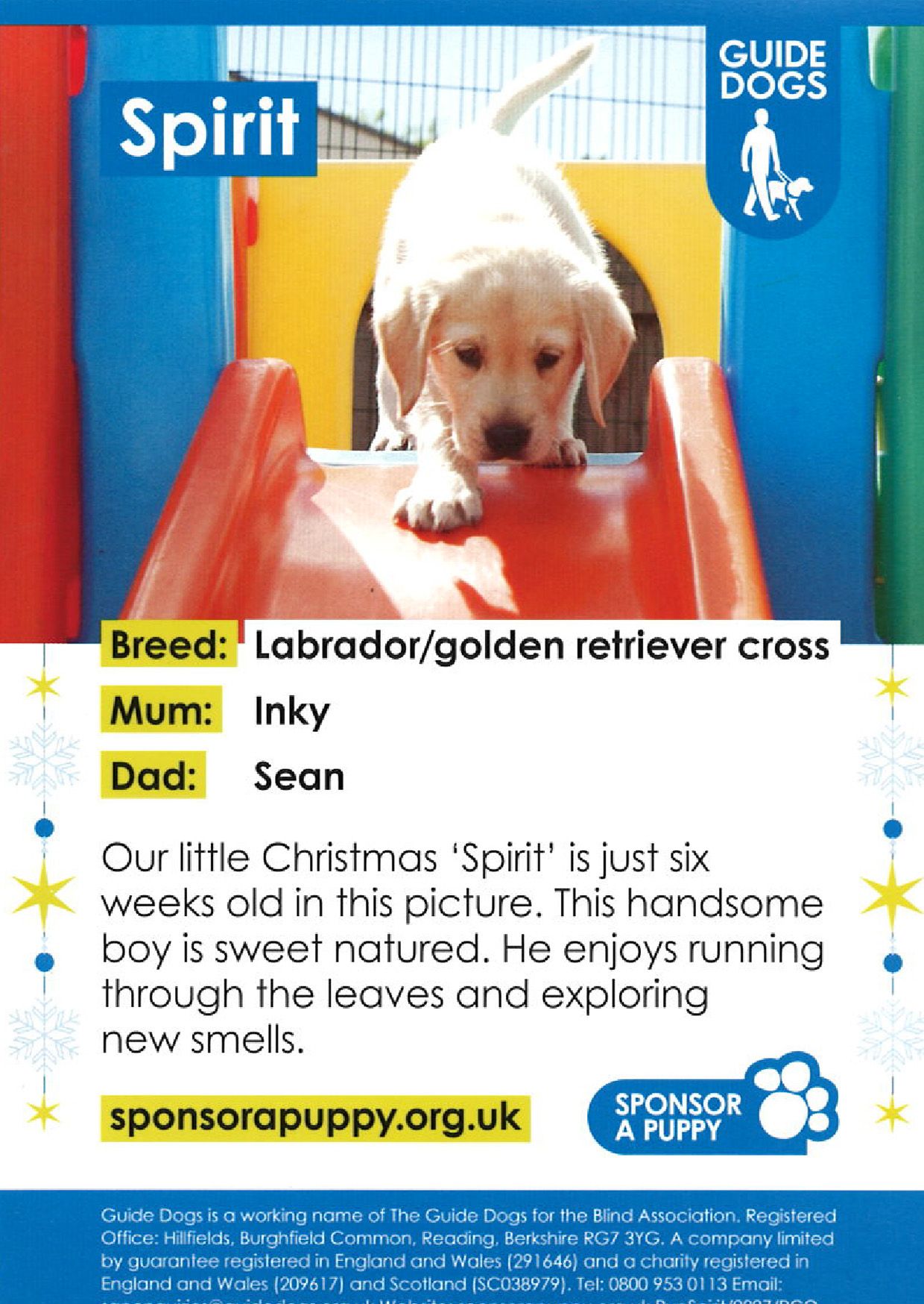 Guide dogs best sale week 2019